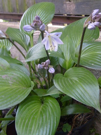 Hosta Devon Green